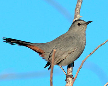 gray_catbird