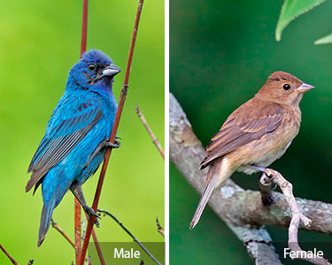 indigo-bunting