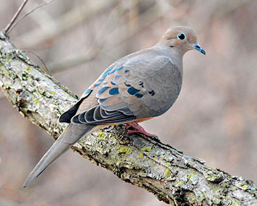 mourning-dove