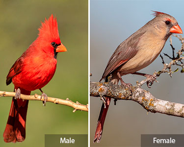 northern_cardinal