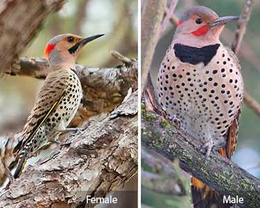 northern_flicker