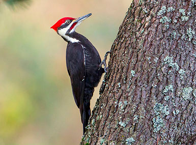 pileated-woodpecker
