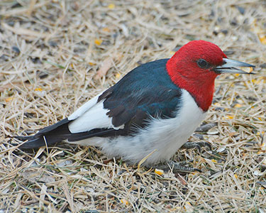 red-headed_woodpecker