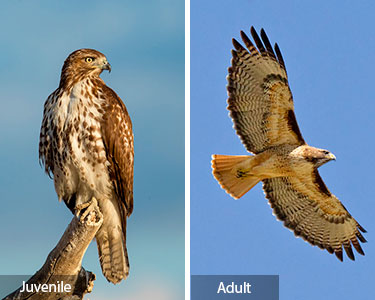 red-tailed hawk