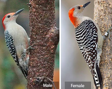 red_bellied_woodpecker
