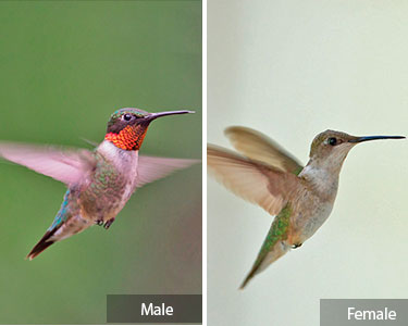 ruby-throated-hummingbird