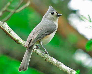 tufted-titmouse