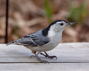 white-breasted-nuthatch