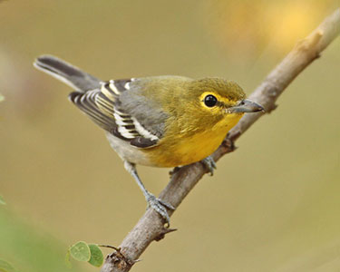 yellow-throated-vireo