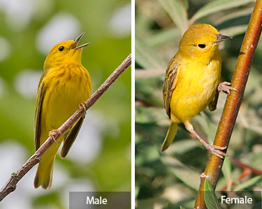 yellow-warbler