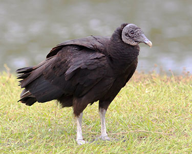 Black-Vulture-standing