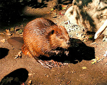 american_beaver