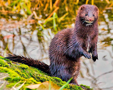 american_mink