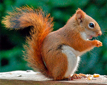 american_red_squirrel