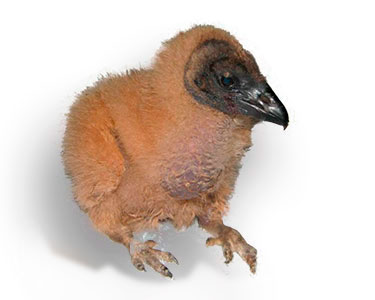 chick black vulture