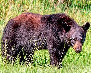 american black bear