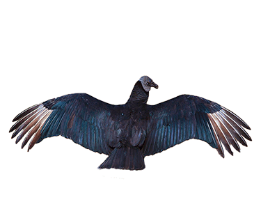 black vulture spread wing posture