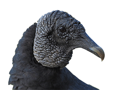head of a black vulture