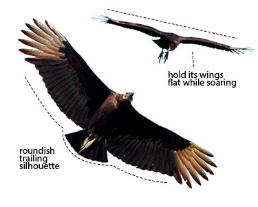 black vulture in flight