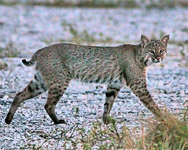 bobcat