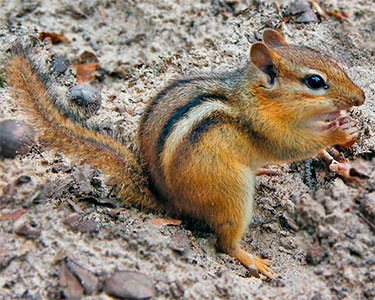 eastern chipmunk
