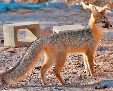 common_gray_fox