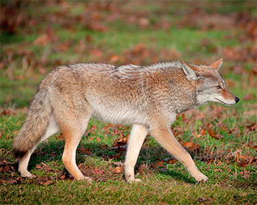 coyote