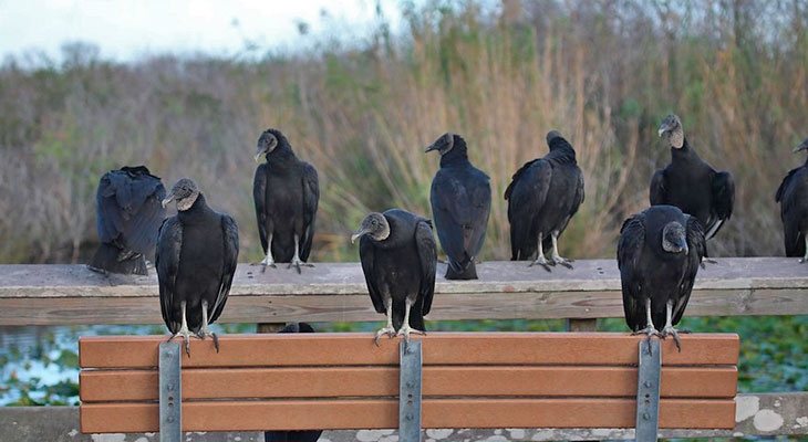 black vulture family life