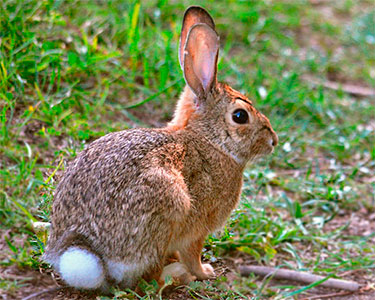 eastern_cottontail