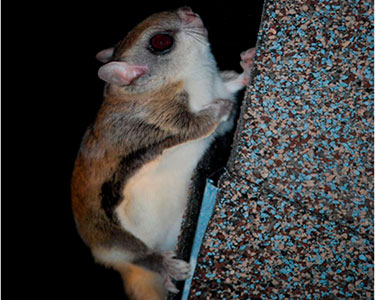 southern flying squirrel