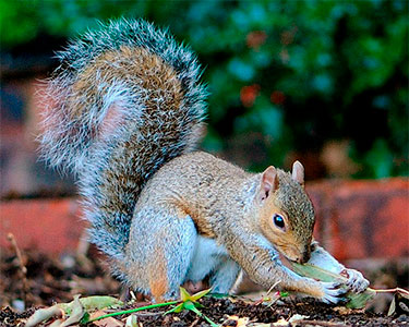eastern_gray_squirrel