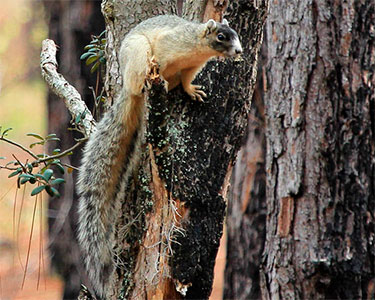 eastern fox squirrel