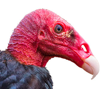 turkey vulture head