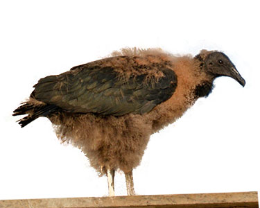 juvenile_black-vulture