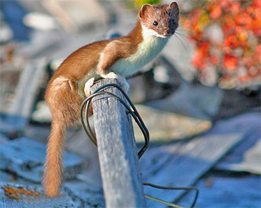 least_weasel
