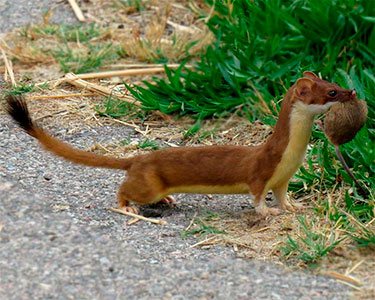 long-tailed_weasel