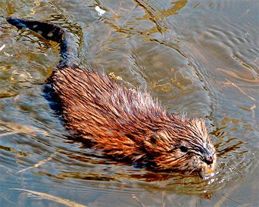 muskrat