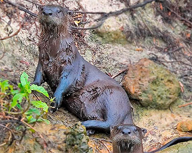northern_river_otter