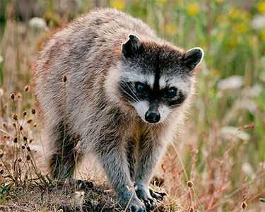 raccoon