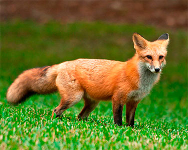 red fox