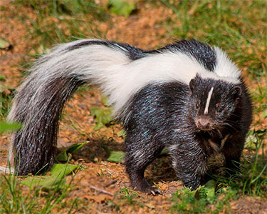striped_skunk