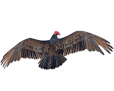 turkey vulture spread wing posture