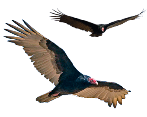 turkey vulture in flight