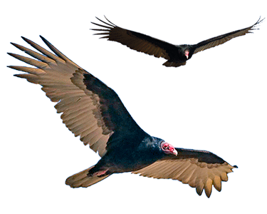 turkey vulture in flight