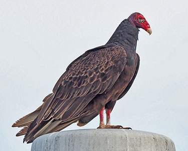 turkey_vulture_standing