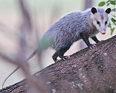 virginia-possum