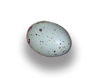 egg of a black vulture