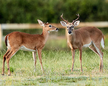 white-tailed_deer