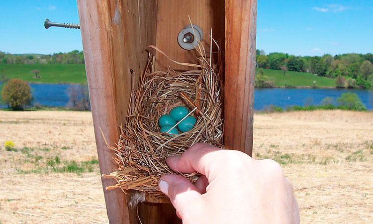 bluebird eggs and nest in nesting box
