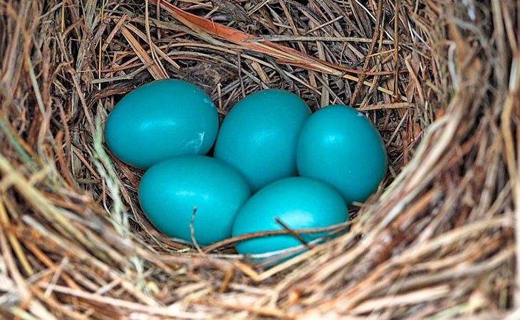 bluebird nest and eggs